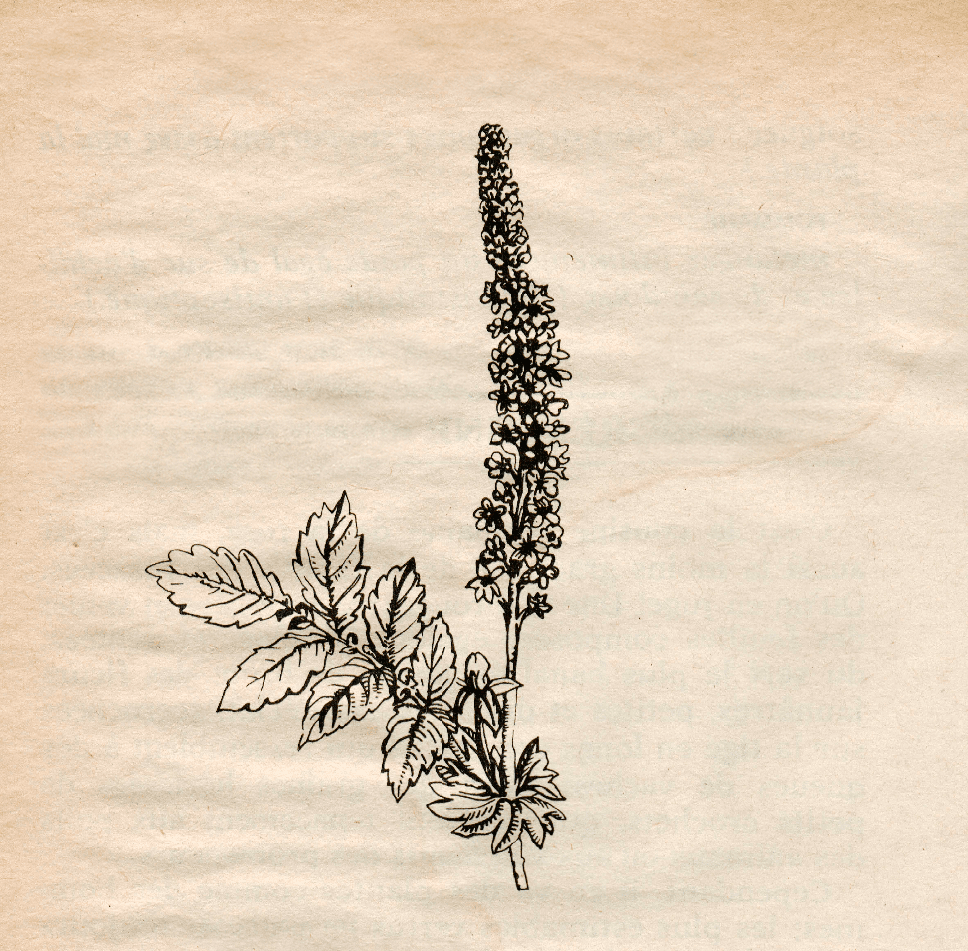 Botanic Scans — photo 3