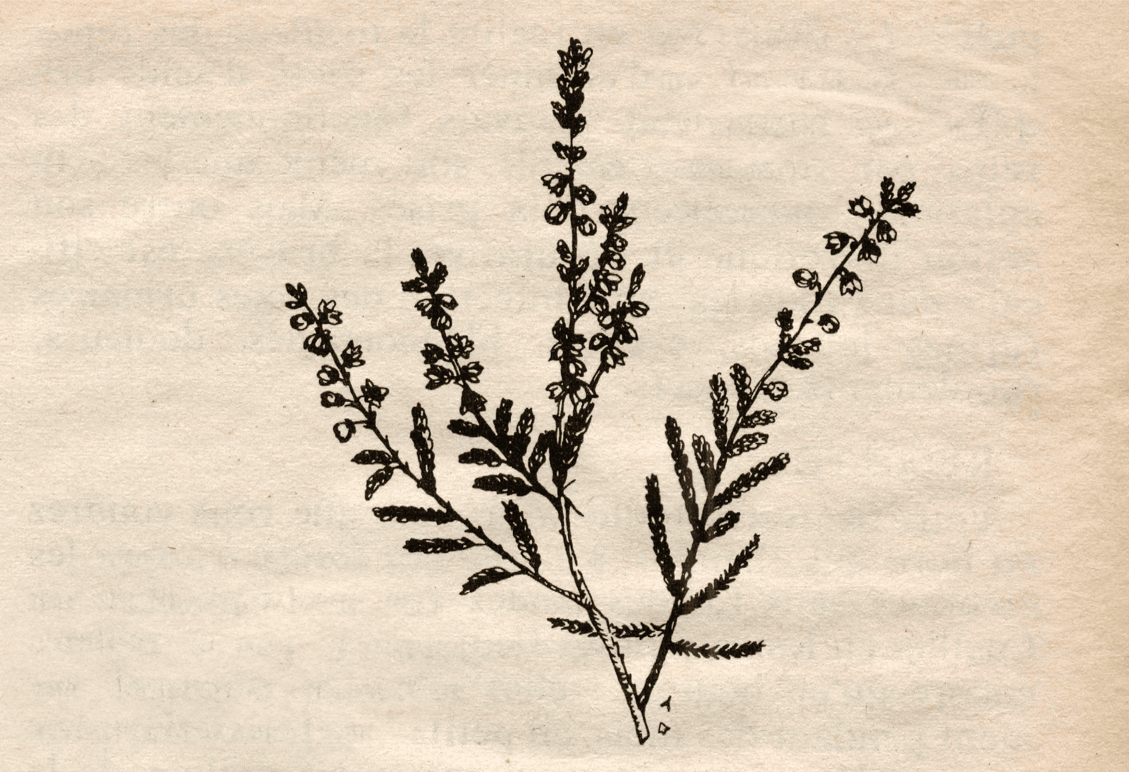 Botanic Scans — photo 4